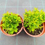 Vajgela kvetnatá (Weigela florida) ‘PICOBELLA ROSA’® - výška 10-15 cm, kont. C2L